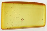 Fossil Beetle Larva (Tenebrionoidea) in Baltic Amber #328148-1